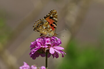ヒメアカタテハ