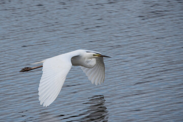 Lovely image of beautiful graceful Great White Egret Ardea Alba in flight over Somerset Levels wetlands during Spring sunshine