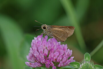 花の蜜を吸うチャバネセセリ
