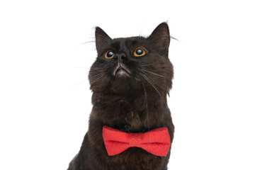 metis cat with black fur is wearing a red bowtie