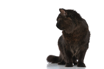 metis cat with black fur is looking to side