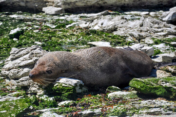 seal on rock