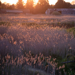 Stunning Summer vibes landscape of sunset over reed beds in Somerset Levels wetlands with pollen...
