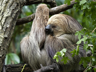 Sloth three toed, Bradypus tridactylus, napping between branches. © vladislav333222