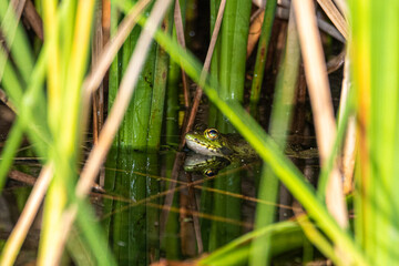 small green frog in the middle of reeds