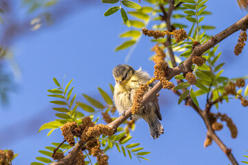 Eurasian Blue Tit perched on a tree branch