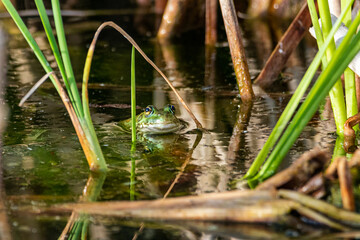 small green frog in the middle of reeds