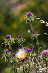 wild flowers in the morning light