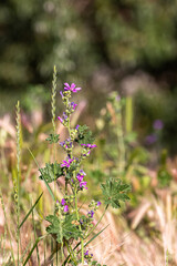 wild flowers in the morning light