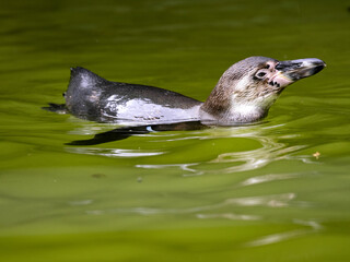 Humboldt penguin, Spheniscus humboldti, foraging in water.