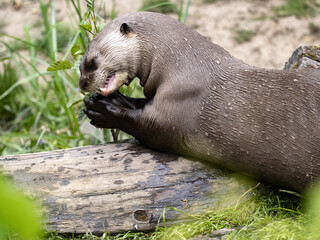 The largest otter Giant otter, Pteronura brasiliensis, eats fish caught on land.