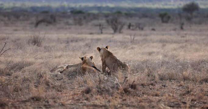 A family of lions rest in the Tsavo reserve