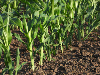 young green corn field in spring in Vojvodina
