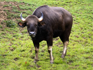 Gaur's largest tur, Bos g. gaurus, grazes on green grass.