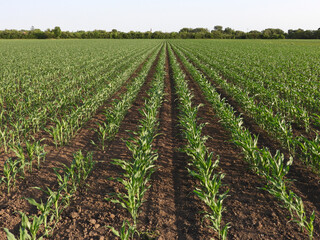 Fototapeta na wymiar young green corn field in spring in Vojvodina