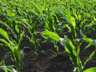 young green corn field in spring in Vojvodina