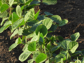 soybean field with young green plants in sunlight