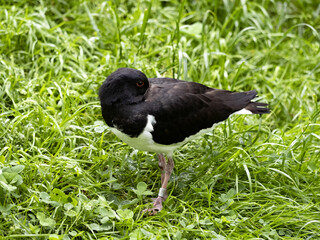 The oystercatcher, Haematopus ostralegus, sleeps with its head tucked under its wing.