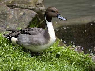 The Northern Pintail, Anas acuta, stands ashore watching the surroundings.