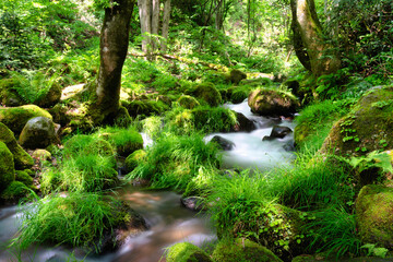 Obraz premium 大山 木谷沢渓流