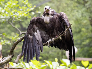 Hooded vulture, Necrosyrtes monachus, sits high on a branch and dries its feathers.