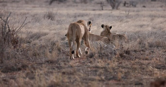 A family of lions rest in the Tsavo reserve