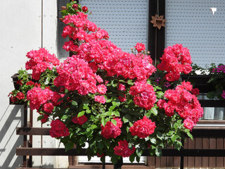 blooming red and pink rose tree