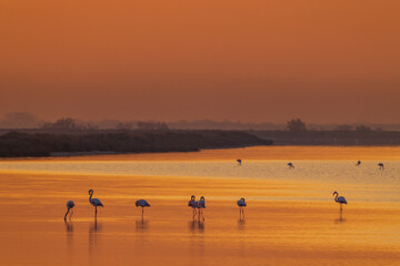 Flamingo in Parc Naturel regional de Camargue, Provence, France