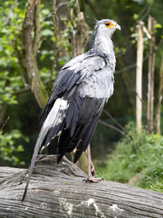 The secretary bird, Sagittarius serpentarius, stands on a strong trunk and observes the surroundings.