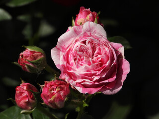 blooming pink rose in the garden