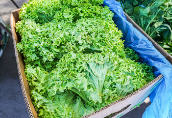 Lettuce curly green leaves in the cardboard box at the market