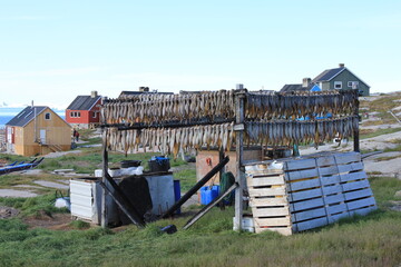 Stockfish drying on a wooden framework in remote arctic settlement Rodebay (horizontal), Oqaatsut,...