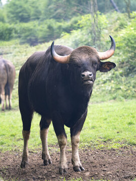 Gaur's largest tur, Bos g. Gaurus, grazes standing on green grass and watching the surroundings.