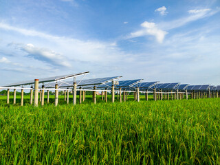Solar power generation in rice fields under blue skies and white clouds