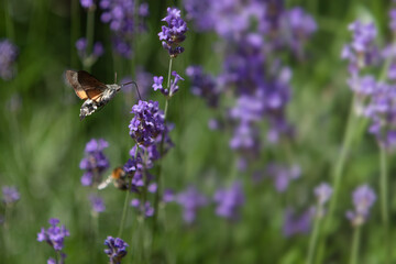 Little hummingbird hawkmoth hovering in a purple field of lavender