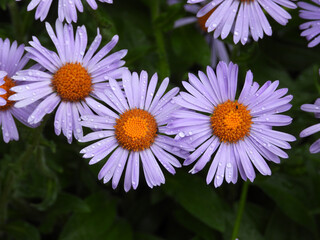 blooming purple daises close up