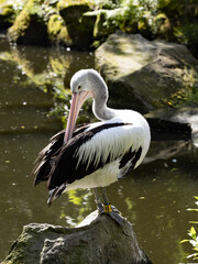 The Australian Pelican, Pelecanus conspicillatus, sits on branches over the water and cleans its feathers.