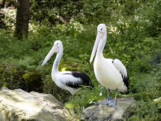 The group of Australian Pelican, Pelecanus conspicillatus, sits on branches on the water.