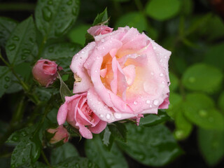 blooming pink rose in the garden covered with rain drops