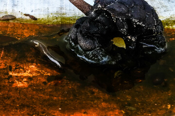 srikaya fruit or annona (Annona squamosa) which is a tropical fruit, rotting in a puddle