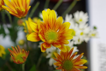 黄色のキクの花