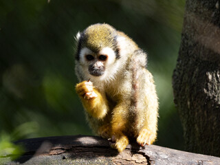The Common Squirrel Monkey, Saimiri sciureus, sits high on a branch and observes the surroundings.