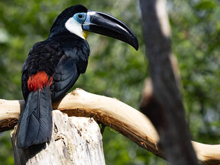 The curl-crested aracari, Pteroglossus beauharnaesii, sits on a branch and observes the surroundings.