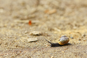 slow snail macro garden nature is small