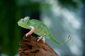 Fototapeten chameleon with blur background, predator © waranyu