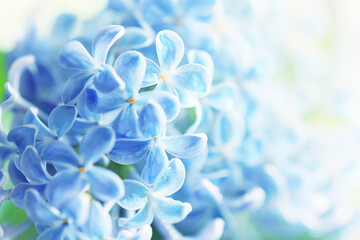 blue background lilac flowers abstract, spring season light texture
