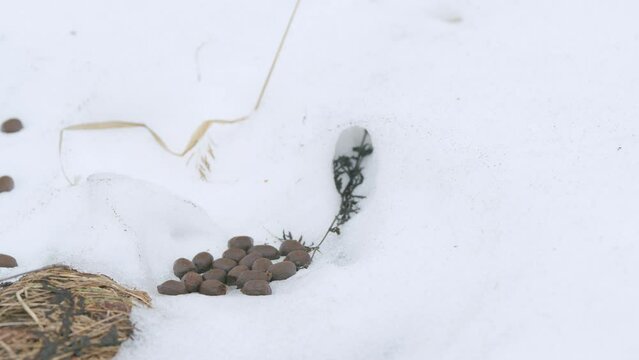 Many big round brown excrement of moose or elk.