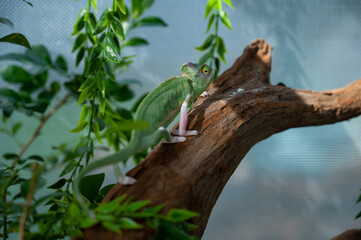 chameleon with blur background, predator