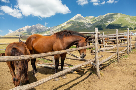 Horses in a wooden corral in a paddock. Brown horses behind a wooden fence.
