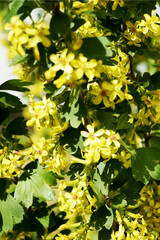 blooming bush of black currant yellow flowers on the branches